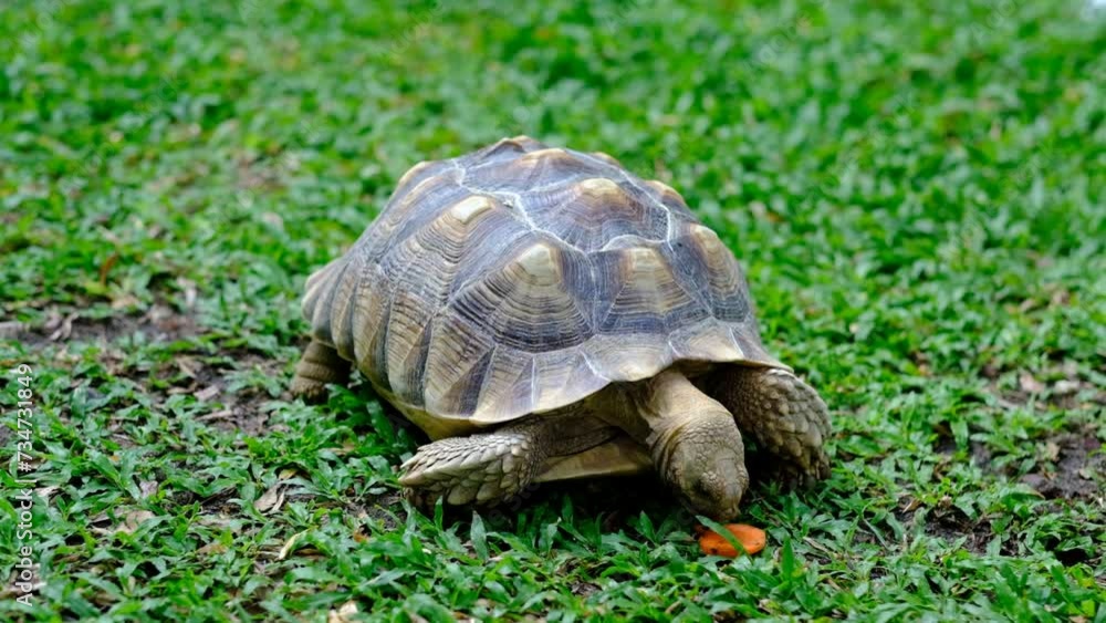 Sucata tortoise on the ground
Sucata tortoise on the ground