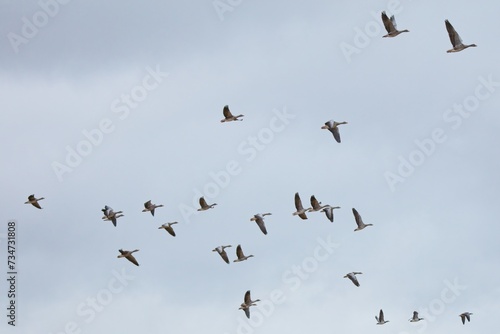 Flock of greylag goose (Anser anser) in flight against a cloudy sky.