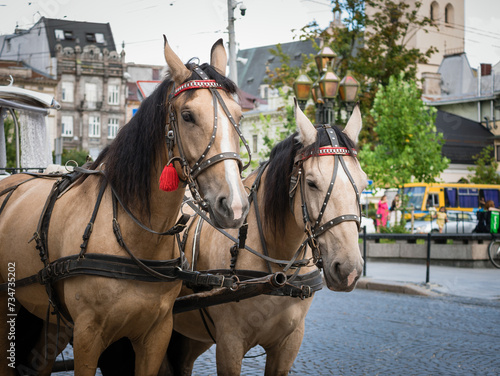 Harnessed pair of horses on a city street © PhotOleh