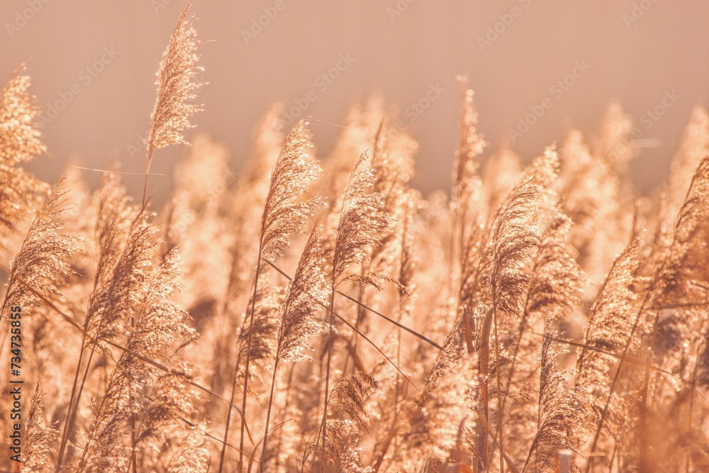Obraz premium Glittering dry reed in trendy color peach fuzz. Color of the year 2024.