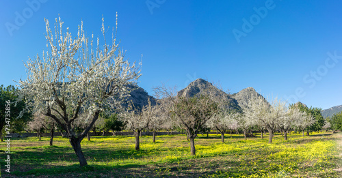 Spring Awakening in the Orchard with Blooming Trees and Mountain Backdrop