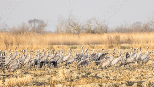 Sandhill cranes feeding in a field in the Camargue before the northward migration