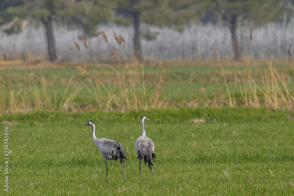 Sandhill cranes feeding in a meadow of green grass before setting off on their long migration. Sandhill cranes feeding in a meadow of green grass before setting off on their long migration.