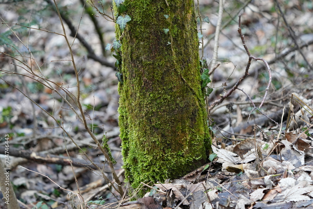 moss on tree in an autumn bleak environment moss on tree in an autumn bleak environment