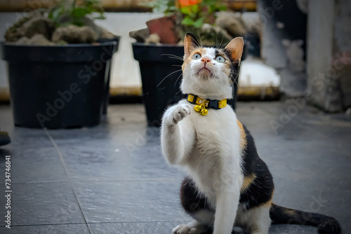 Calico cat, scratching itching ear, standing up