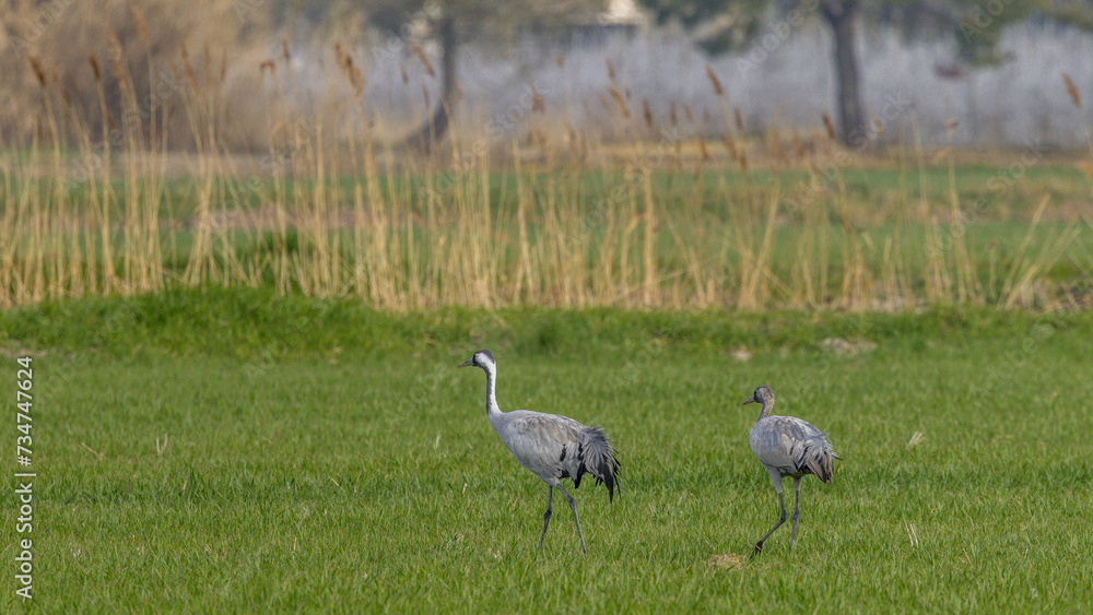 Sandhill cranes feeding in a meadow of green grass before setting off on their long migration. Sandhill cranes feeding in a meadow of green grass before setting off on their long migration.