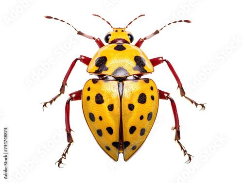 a yellow and black bug