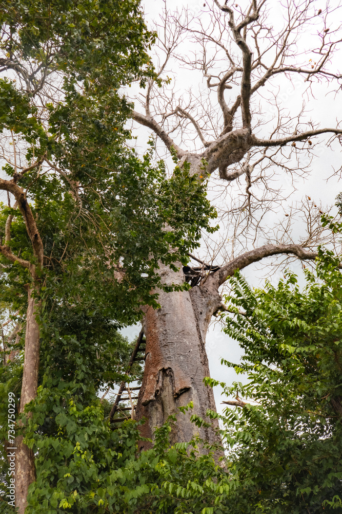 A baobab tree growing in the wild at Arabuko Sokoke Forest in Malindi, Kenya A baobab tree growing in the wild at Arabuko Sokoke Forest in Malindi, Kenya