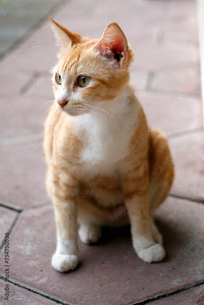 Portrait of cat sitting and looking away on the floor Portrait of cat sitting and looking away on the floor