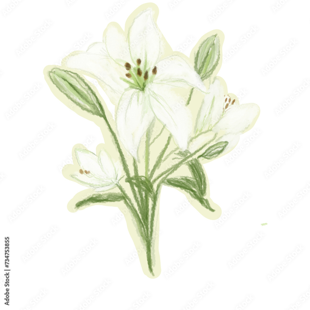 Obraz premium Flowers_whiteLily_lemmedy