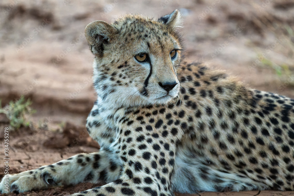 Naklejka premium Wild cheetah in samburu national park, Kenya