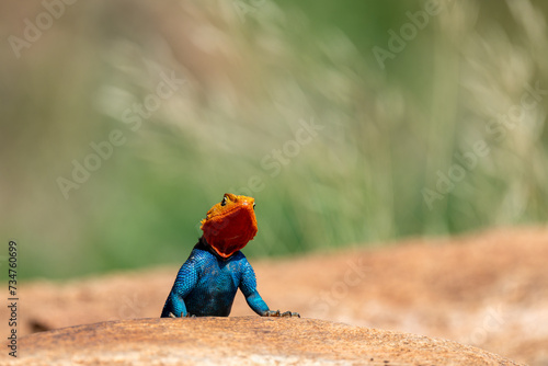 Fotografie agama lizards in samburu national park