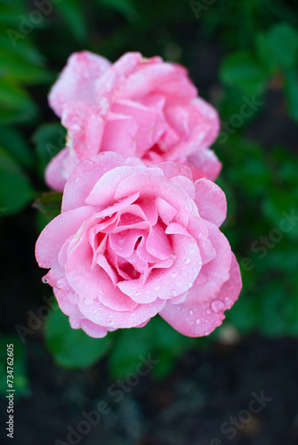 pink rose flowers in the garden in summer with raindrops