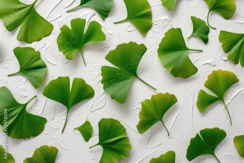 Maidenhair or ginkgo biloba leaves. Healing plant in traditional Chinese medicine