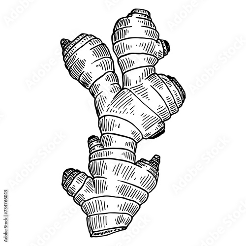 Ginger sketch. The root of spice plant. Healthly food. Hand drawn vector illustration.