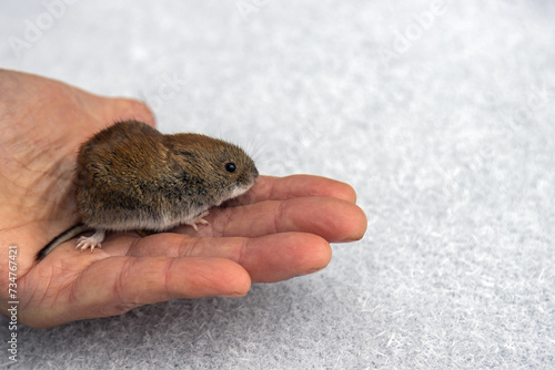 A mouse on a man's hand. Natural environment? Uneasy human-rodent relationship and possible trust. There's a wild bank vole here on a beautiful crystal snow background