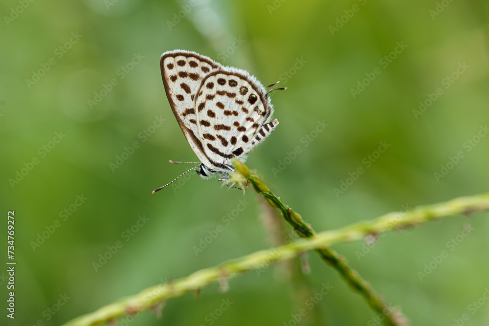 Fototapeta premium Butterfly on grass flower with the nature background