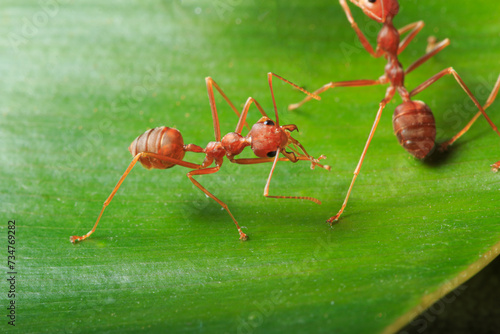 Red ant on a leaves with green background