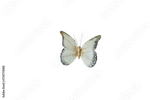 Canvas Print Artificial toy butterfly. Isolate on white. PNG file