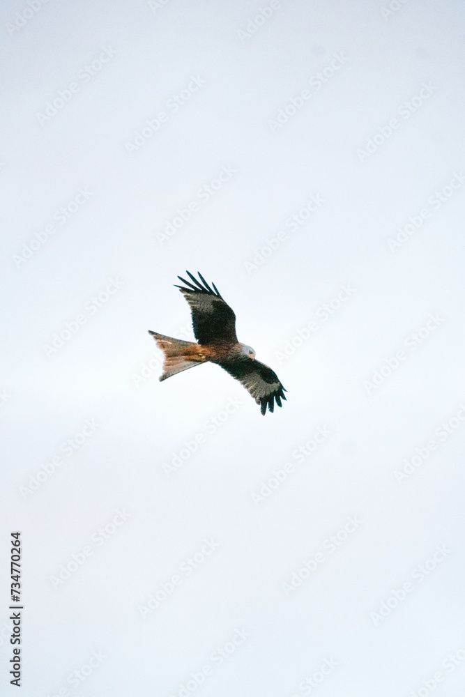 Obraz premium flying shot of a red kite in the sky