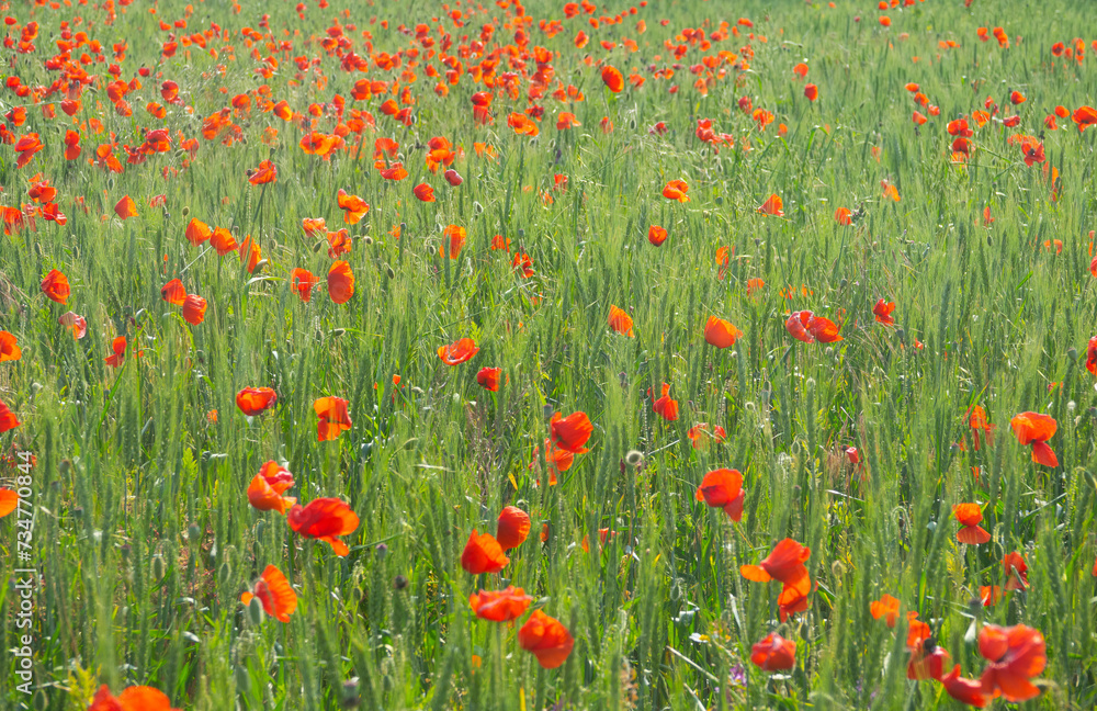 Fototapeta premium Poppies grow in wheat like weeds
