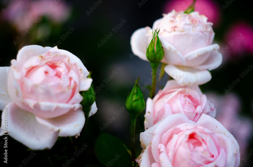 A bush of decorative pink roses in the garden A bush of decorative pink roses in the garden