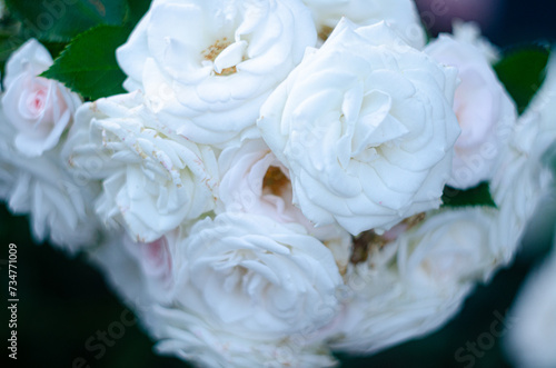 A bush of decorative white roses in the garden