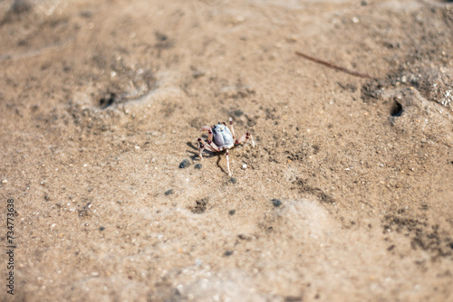 Crab on beach