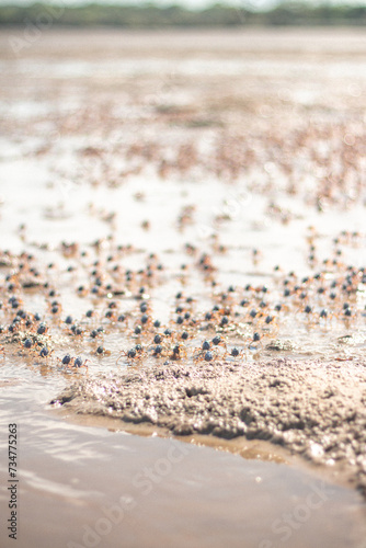 Crabs on the Beach