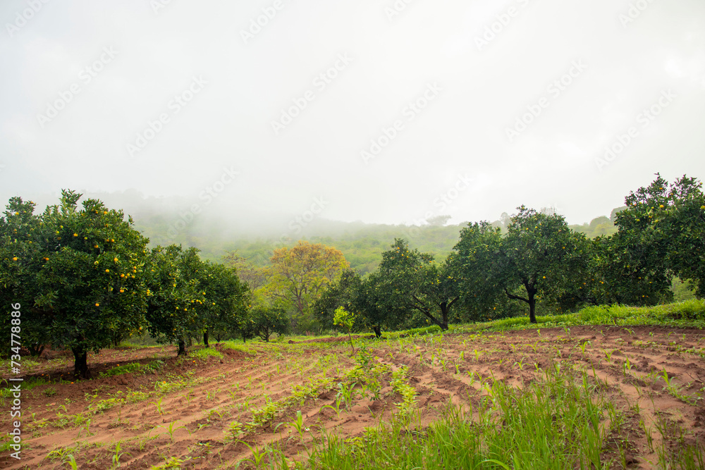 A farm with orange trees and vegetables in a morning fog