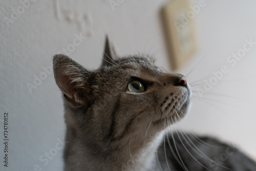 Fototapeta Naklejka Na Ścianę i Meble -  見つめる猫　サバトラ猫