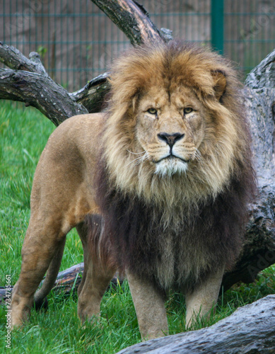 Lion standing before a massive tree trunk in a park setting