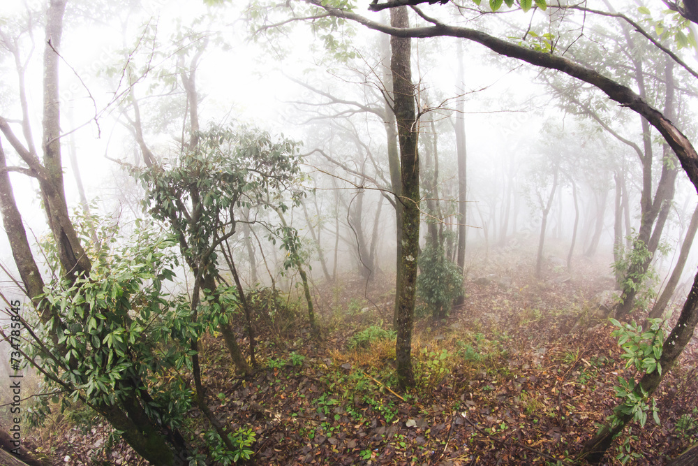 Mystic foggy forest background. Horror mysterious dark scenery. Morning rainy day. Dreamy woods landscape in park outdoor. Wide angle fish-eye lens.