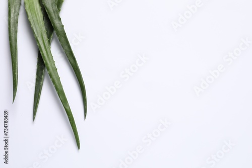 Green aloe vera leaves on white background  top view. Space for text