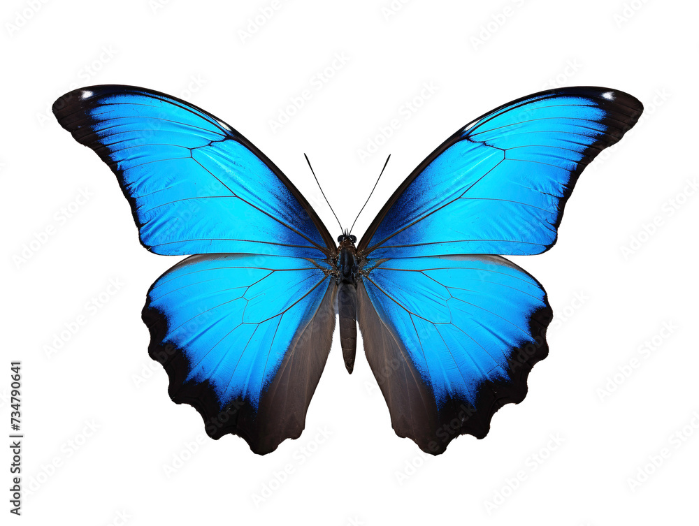 a blue butterfly with black wings a blue butterfly with black wings