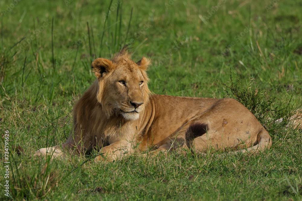 young male lion in the green grass of Maasai Mara NP young male lion in the green grass of Maasai Mara NP