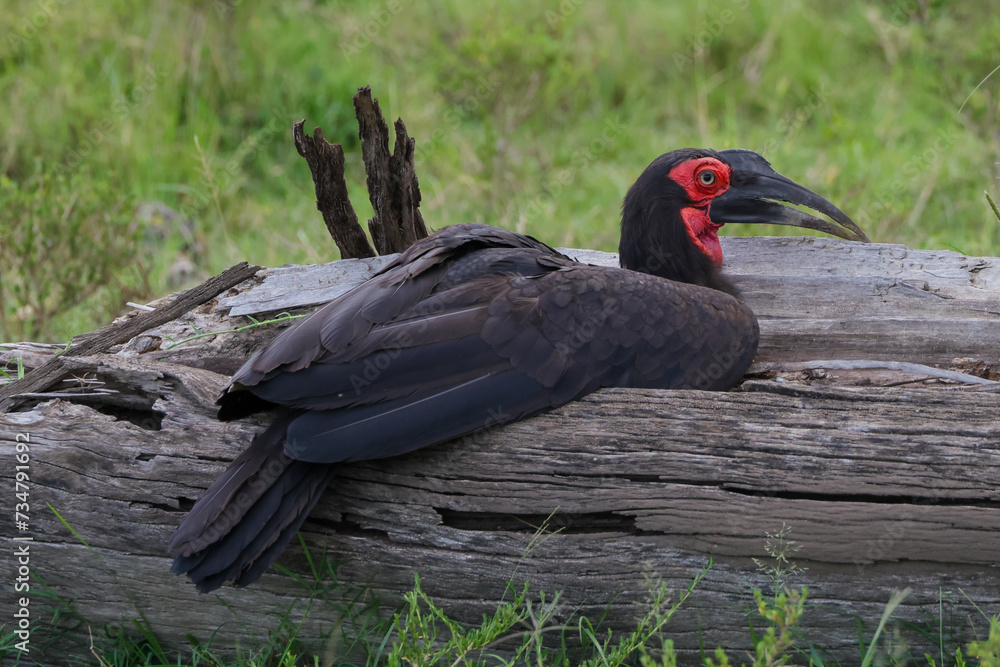 african ground hornbill sits on a dead tree trunk african ground hornbill sits on a dead tree trunk