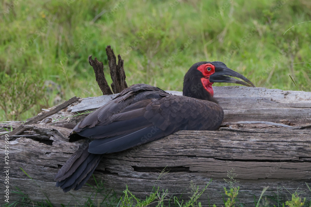 african ground hornbill sits on a dead tree trunk african ground hornbill sits on a dead tree trunk