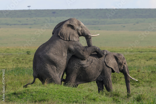 Canvas Print two mating african elephants in the savannah of Maasai Mara NP