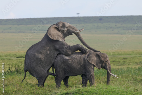 Sticker two mating african elephants in the savannah of Maasai Mara NP