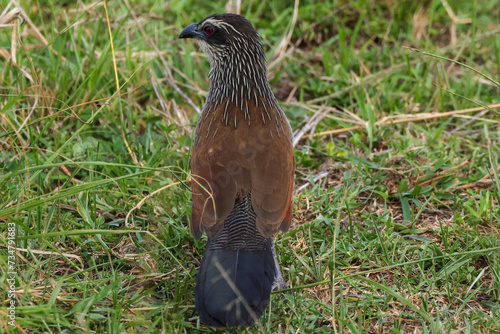 burchell's coucal in Maasai Mara NP photo