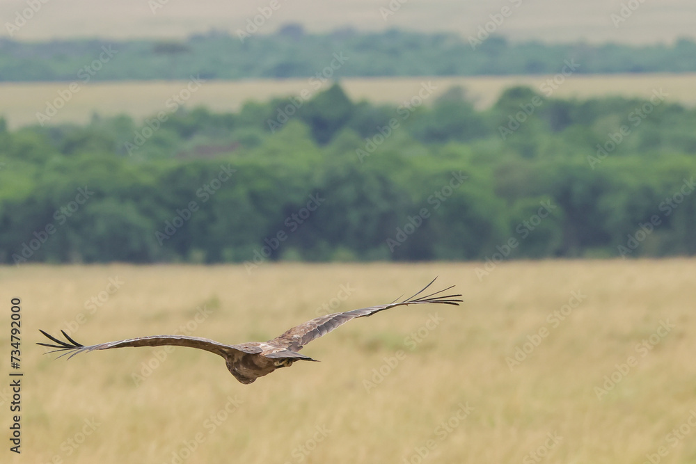 flying tawny eagle in Maasai Mara NP flying tawny eagle in Maasai Mara NP
