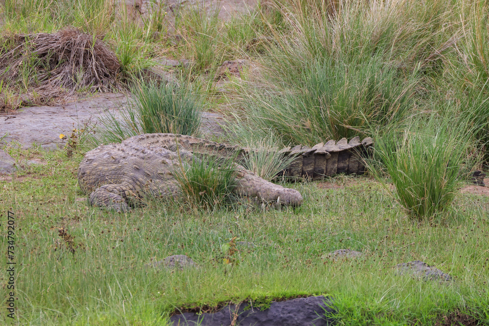 big crocodile lies on the riverbank of Mara river big crocodile lies on the riverbank of Mara river