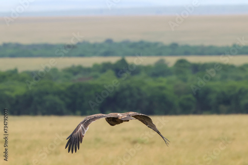 flying tawny eagle in Maasai Mara NP © Marcel