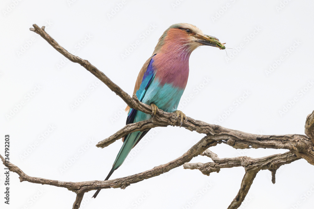 Fototapeta premium a lilac breasted roller with a grasshopper in its beak