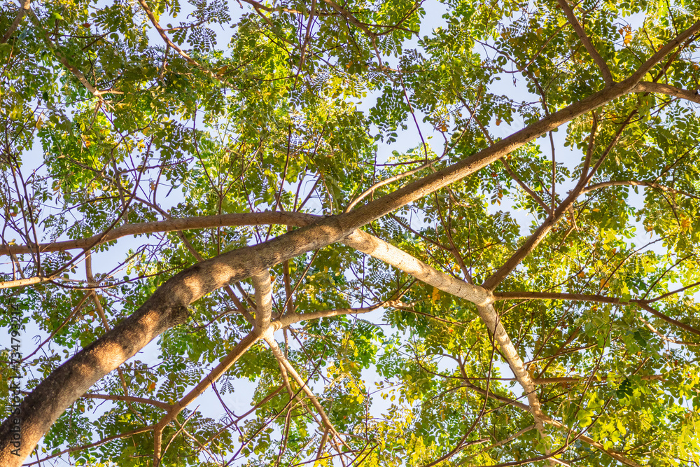 Fototapeta premium Natural green tree leaves on tree branch background