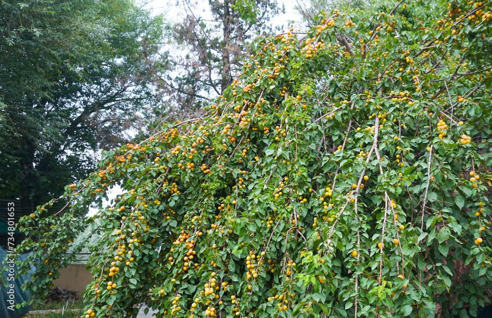 The apricot tree bore many fruits