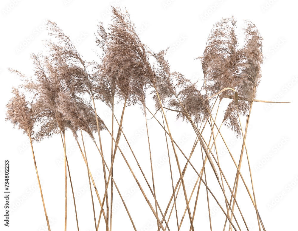 Dry reeds isolated on white background. Fluffy dry grass flowers Phragmites, autumn or winter herbs. Dry reeds isolated on white background. Fluffy dry grass flowers Phragmites, autumn or winter herbs.