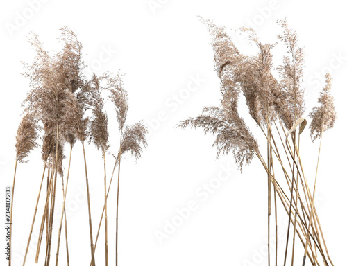 Dry reeds isolated on white background. Fluffy dry grass flowers Phragmites, autumn or winter herbs. photo