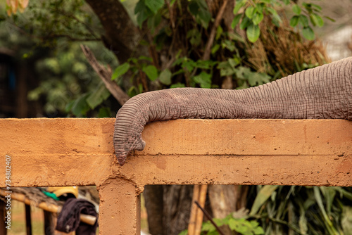 Trompe d'éléphant d'Asie posée sur une barrière photo